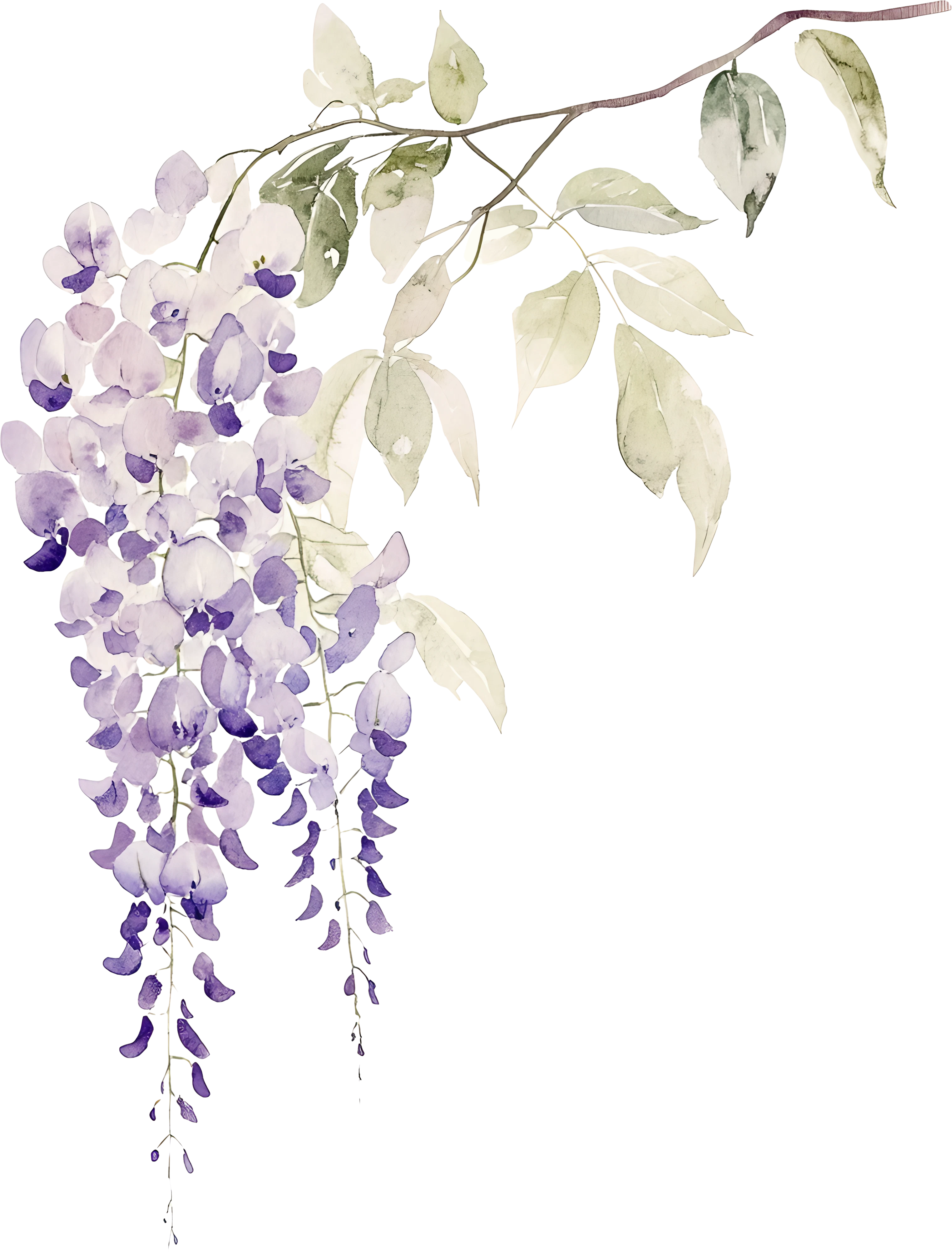 Flor Wisteria